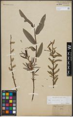 Foto von Salix viminalis L.